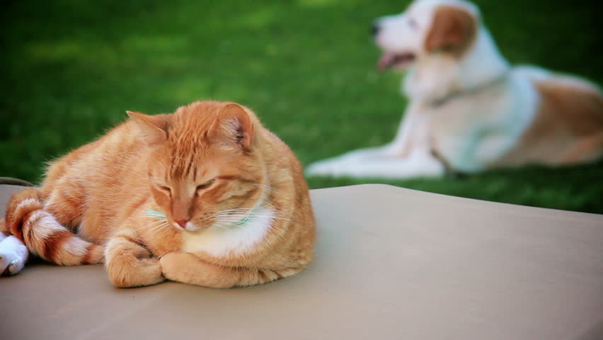 A lazy tabby cat a family dog rest outside on a warm summer evening.