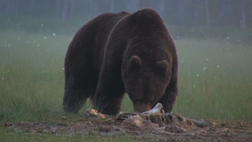 Brown Bear in forest