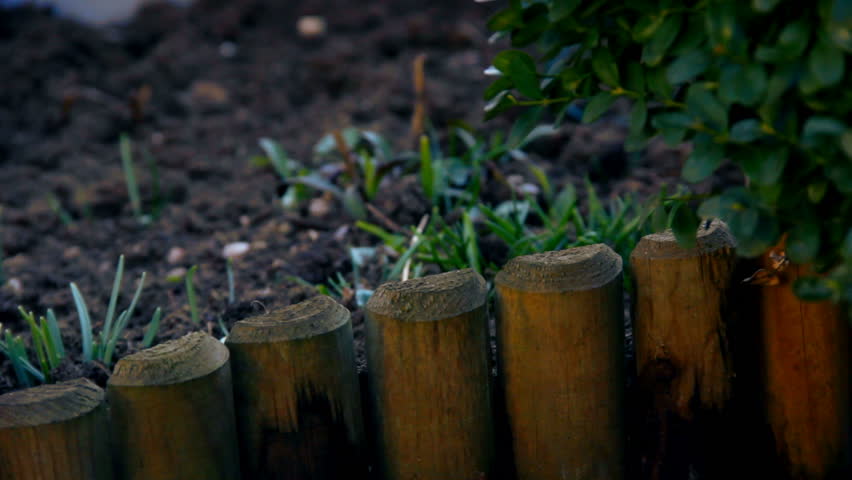 First spring snowdrops from fresh soil. Sunny day. HD1080p. Dolly-shot.