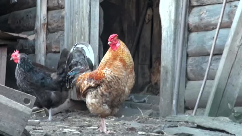 Country Rooster hero among chickens
