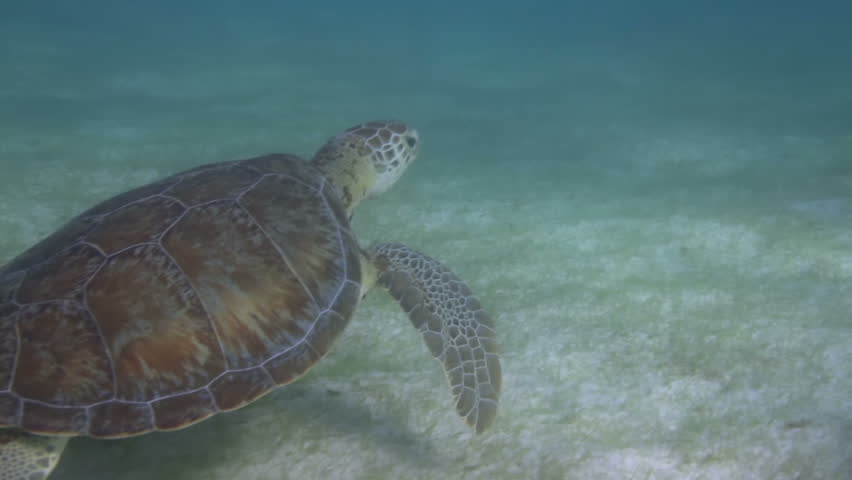 the loggerhead turtle filmed underwater in mexico