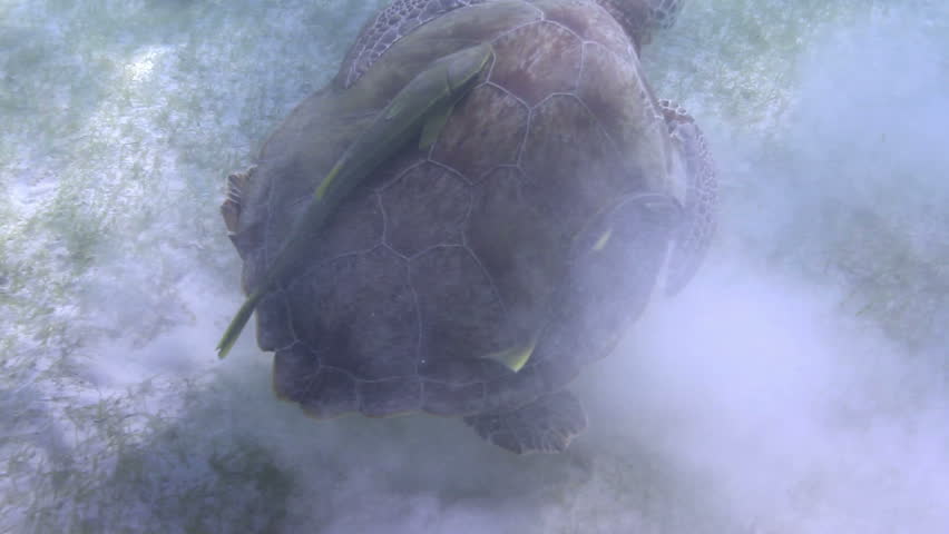 the loggerhead turtle filmed underwater in mexico
