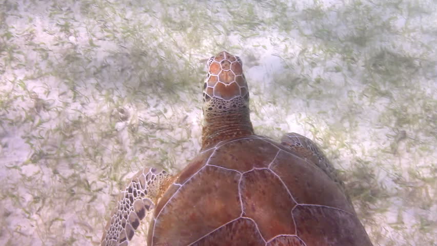 the loggerhead turtle filmed underwater in mexico