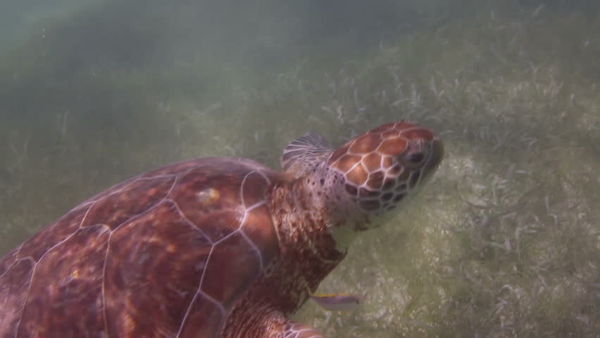 the loggerhead turtle filmed underwater in mexico