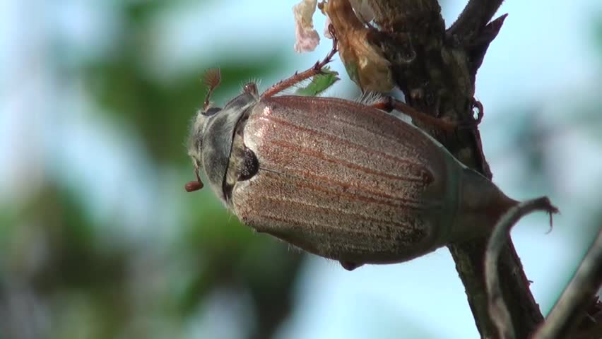 May beetle is ready to fly