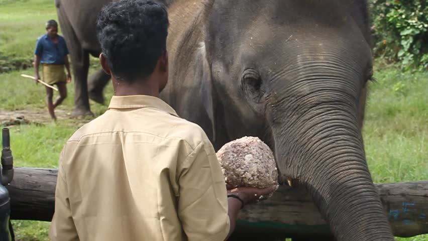MUDUMALAI, INDIA - AUGUST 27:  Feeding of a working elephant, August 27, 2011 at Mudumalai National Park, India.  Wildlife Sanctuary is home to herds of endangered Indian elephants, Gaur, and Chital.