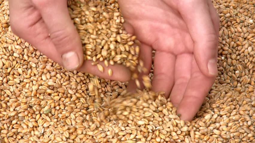 Female hands with grain of wheat