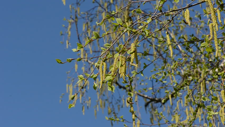 spring birch catkins in the wind and sky