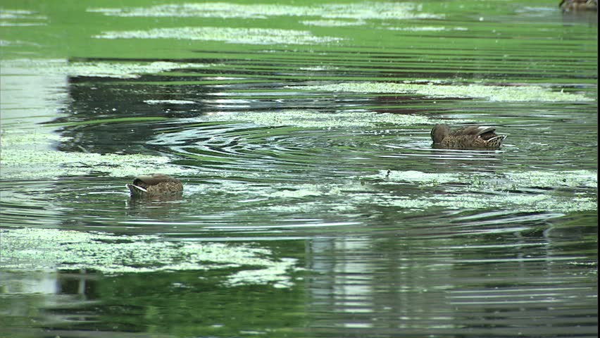 Irish National Stud Japanese Gardens and mallards feeding in pond