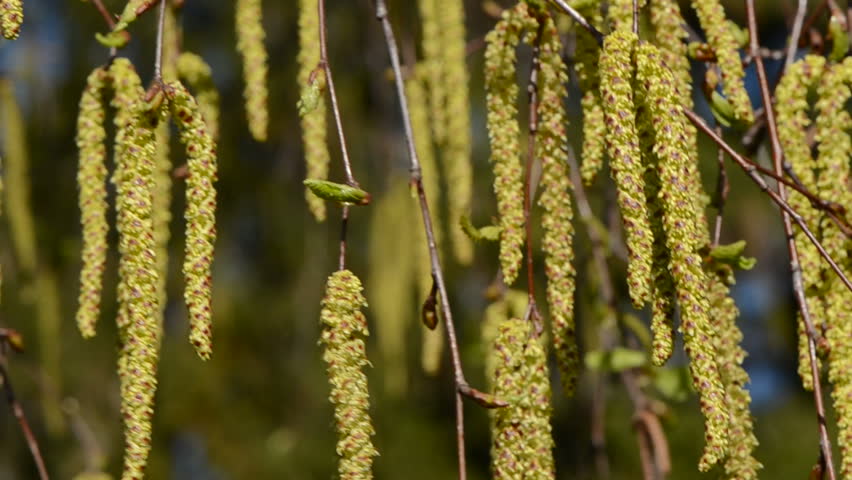 spring birches catkins macro background and wind