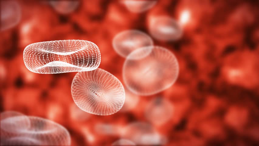 framework of blood cells in vein