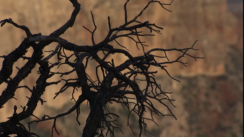 scraggly bare juniper branches to Grand Canyon in early morning sun light