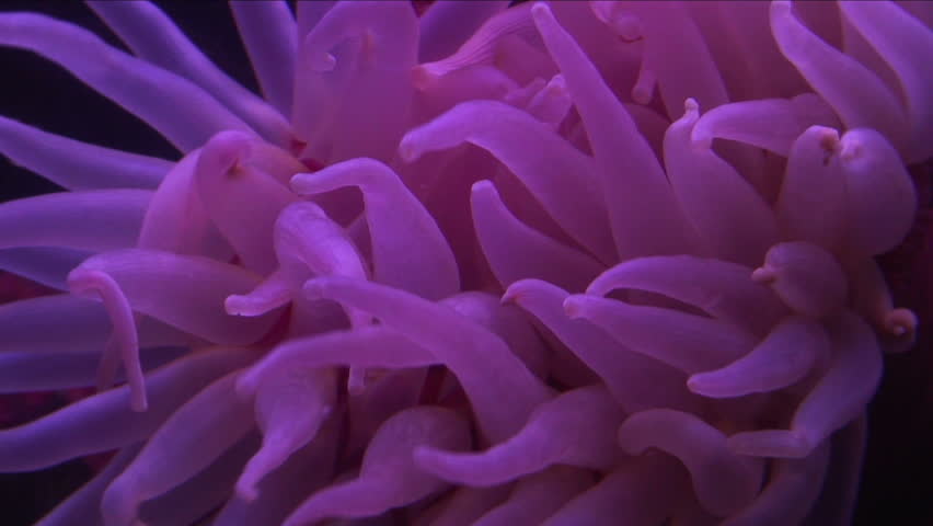 Underwater aquarium. 