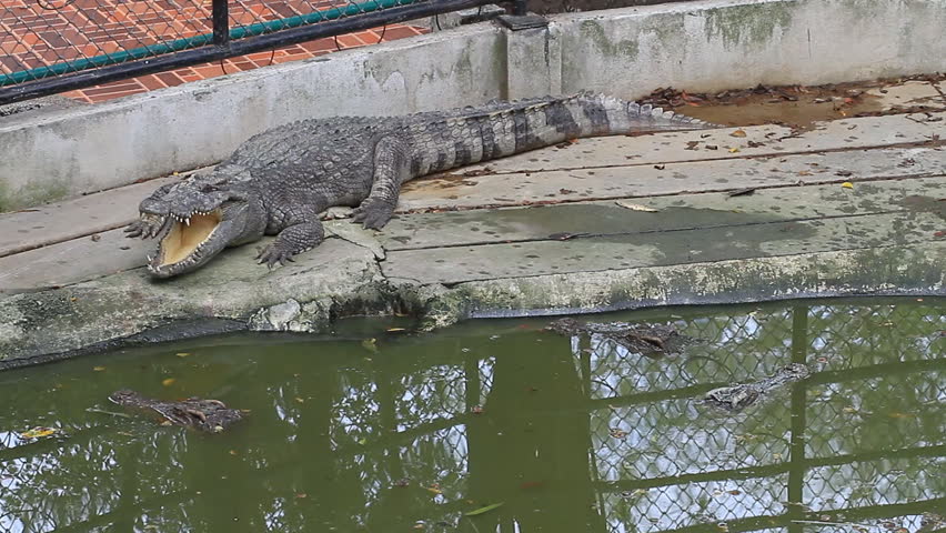 Crocodile at the zoo.