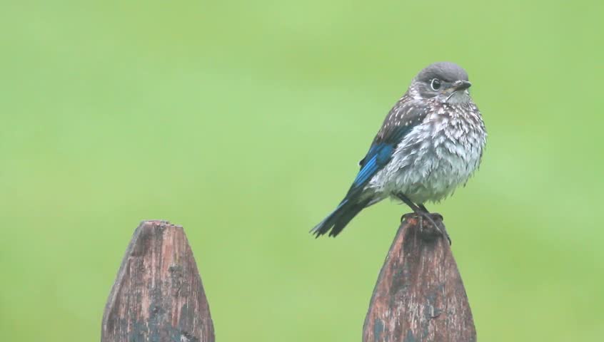 Male Eastern Bluebird (Sialia sialis) feeding a hungry baby on a fence