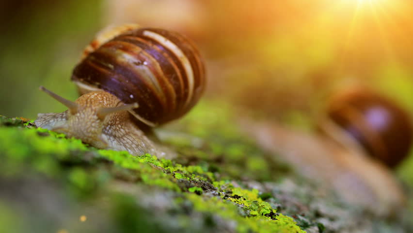 snail closeup in the rays of sun crawling on the bark of a tree.
