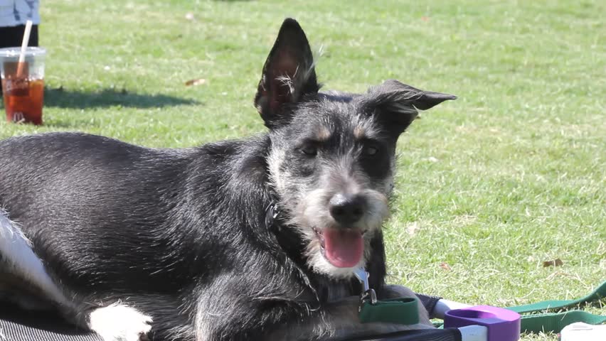 Small Furry Dog Panting 