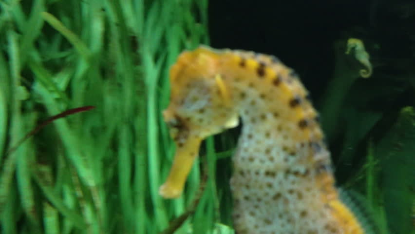 seahorse swimming in the sea