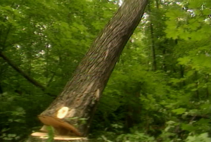 Lumberjack cuts down a tree