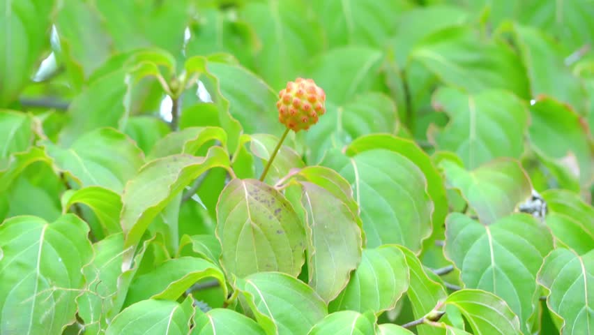 Header of benthamia