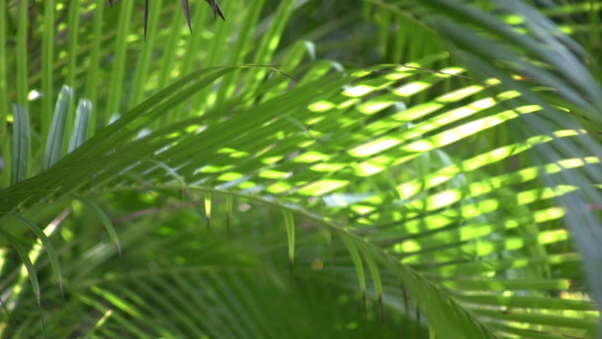 Tropical plants gently sway in the breeze, cutting through the sunlight. (High Definition)