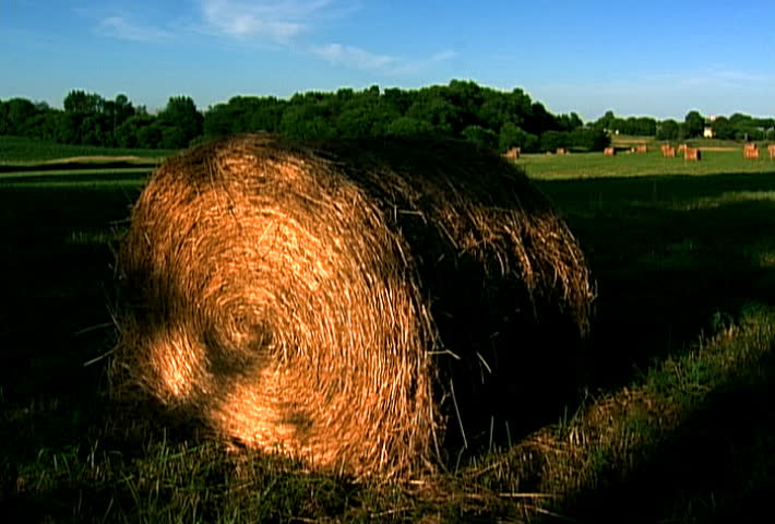Hay bale in the farm field