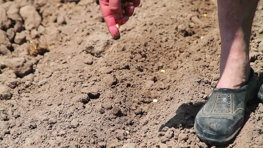 Farmer sowing seeds in already cultivated soil 
