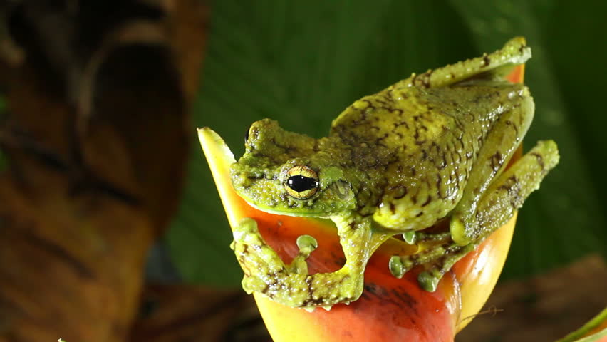Canelos Treefrog (Ecnomiohyla tuberculosa). An extremely rare and poorly known tree frog from Ecuador.