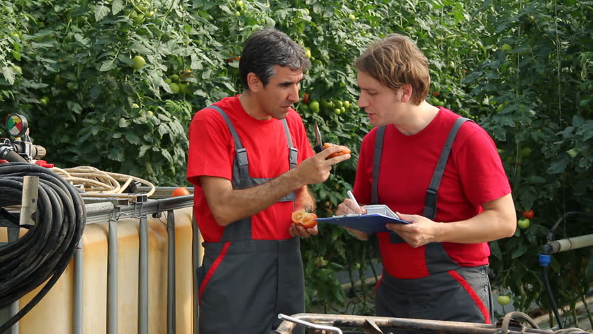 Farmers tasting and controlling the quality of tomatoes in a greenhouse