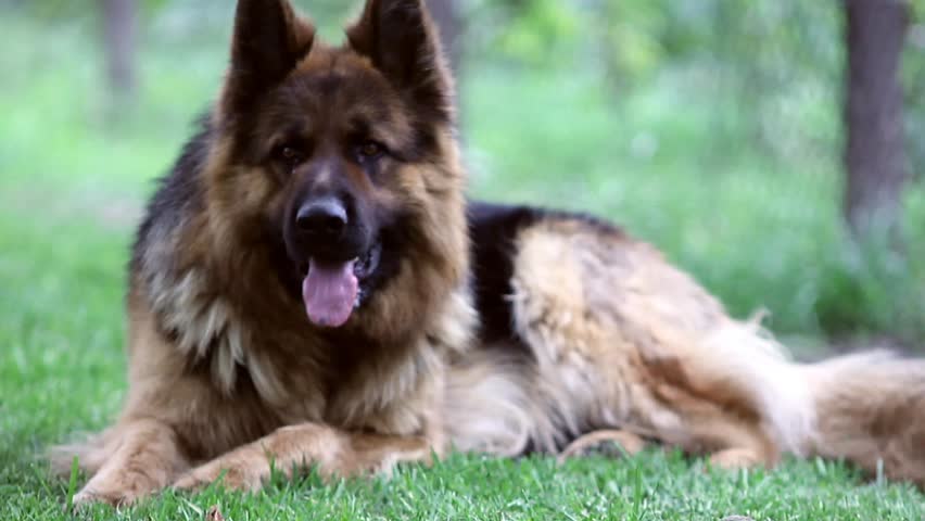 Long-haired German Shepherd