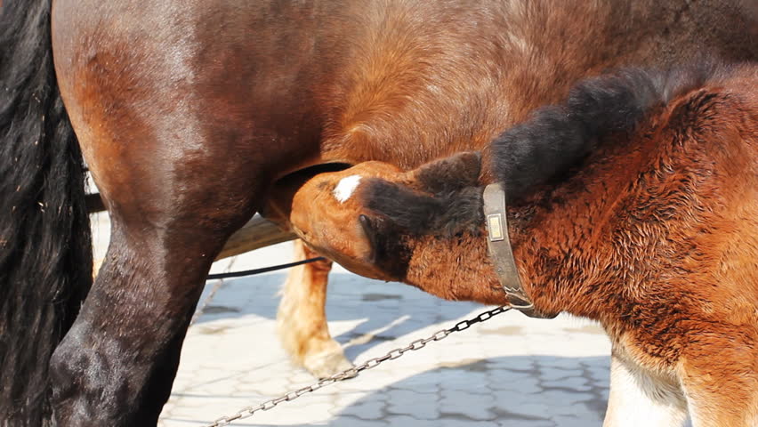 small foal drink some milk from his mother harnessed in chariot, close-up
