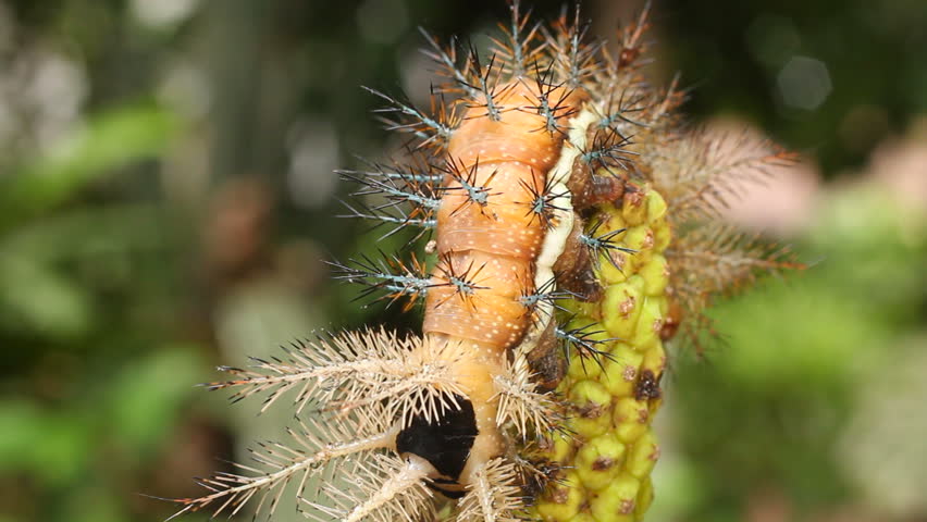 Larva of an Automeris moth (Saturniidae) With poisonous stinging hairs. In the Ecuadorian Amazon
