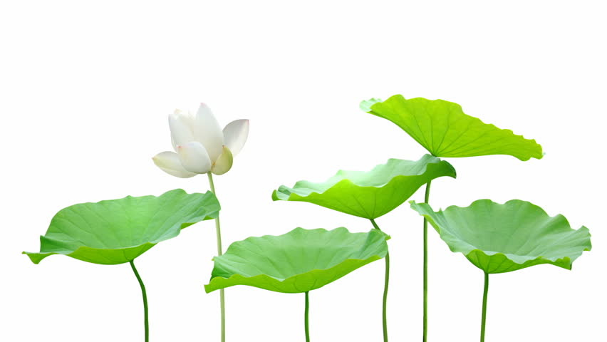 Lotus flower animation â Seamless Loop, Alpha channel included
