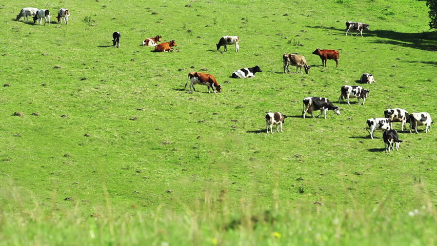 herd of cattle in the meadow