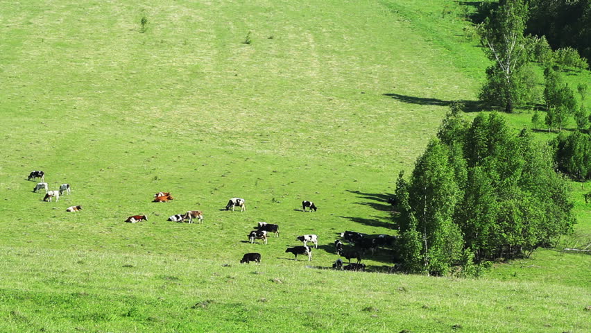 herd of cattle in the meadow