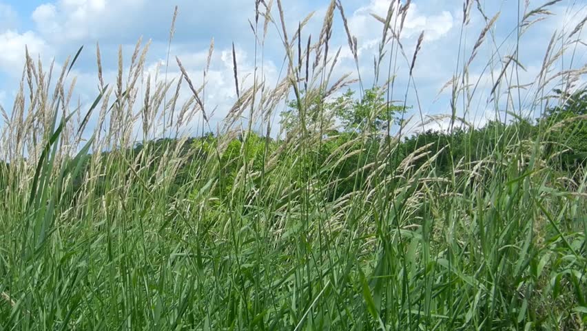 grass
