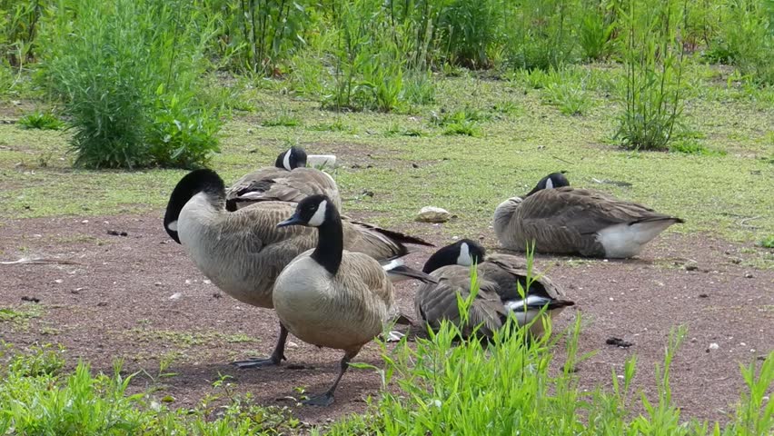 wild geese
