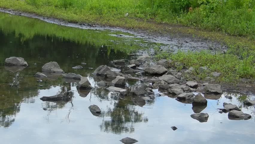 stream