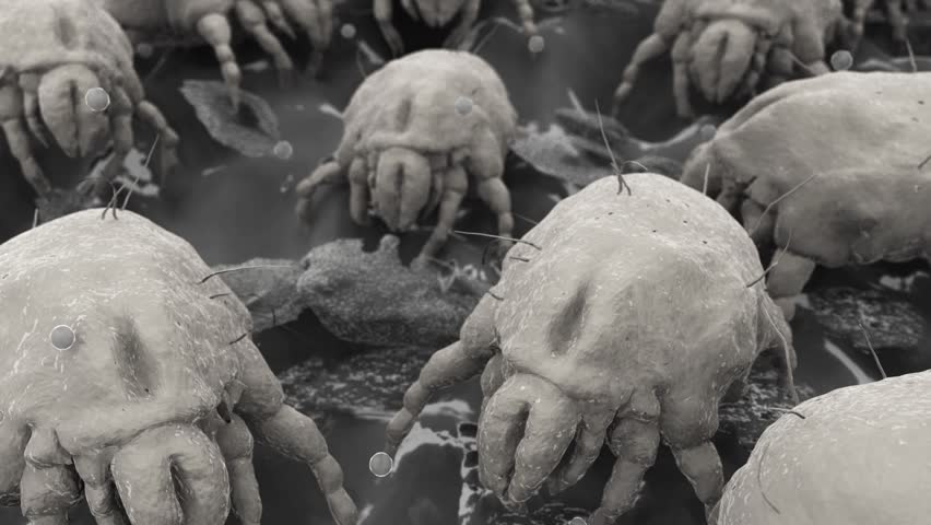 Dust mites