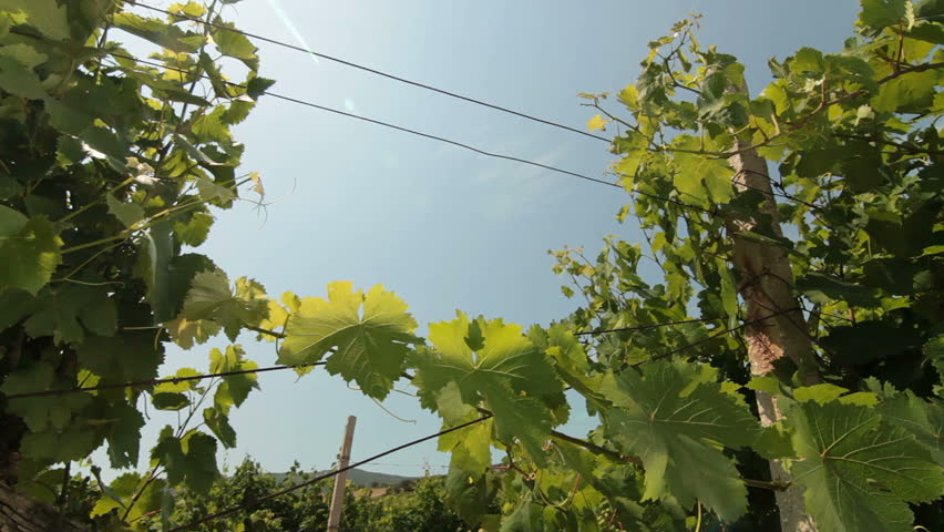 Vineyard with blue sky and sun. Pan shot