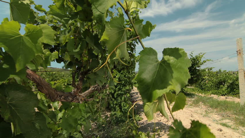 Vine