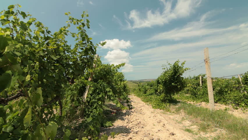 Vineyard field with blue sky, tracking shot