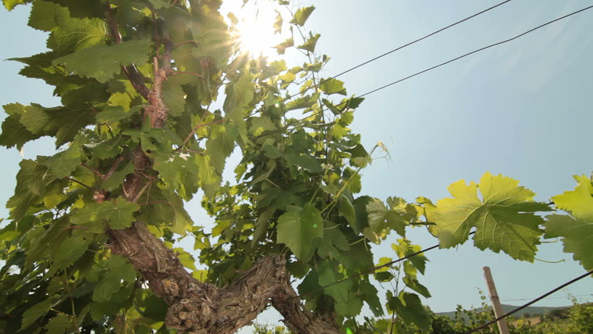Sunny Vineyard