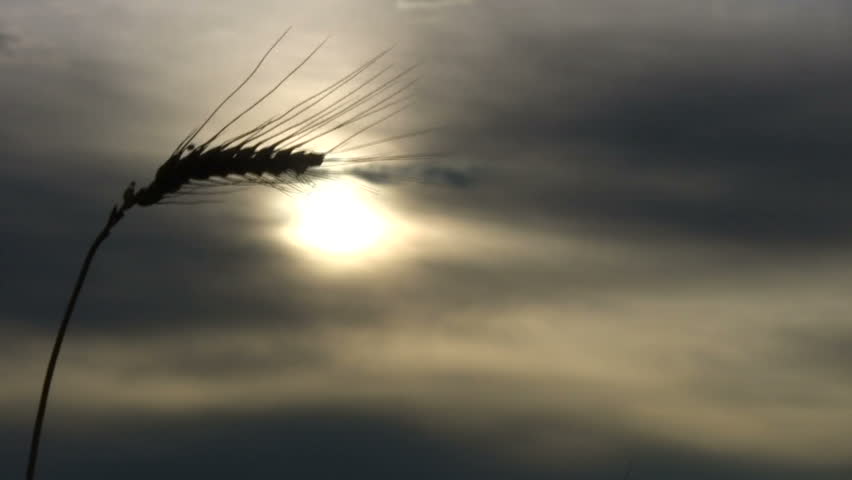 Wheat blowing in the wind