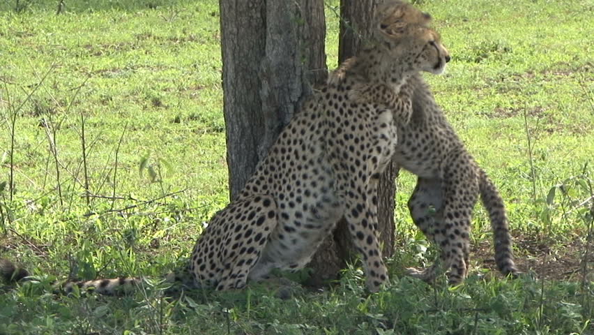 A Cheetah mother tolerates her cubs aggressive play in Tanzania, Africa.