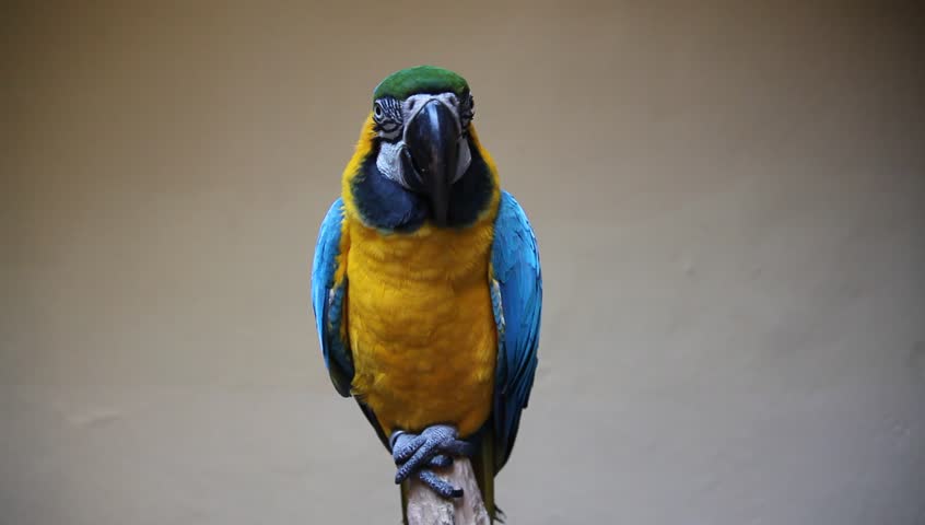 Cute colorful parrot