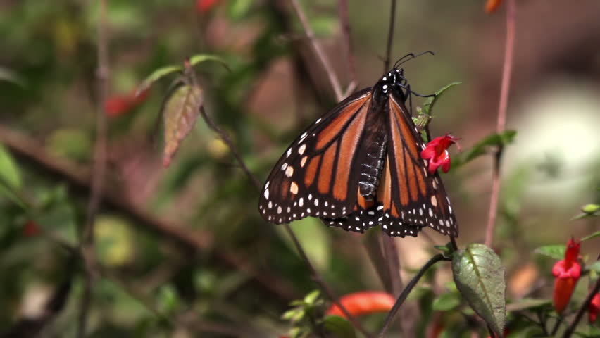 the amazing monarch butterfly sanctuary in mexico, where millions of butterflies return to each year from the USA and canada