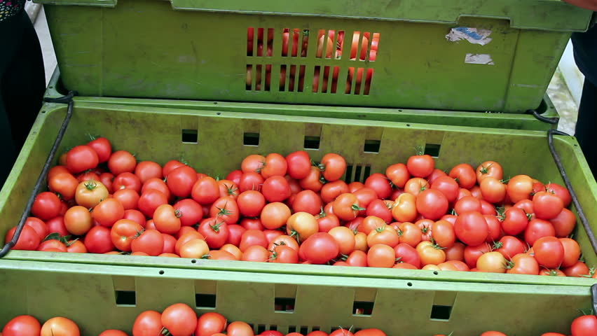 Tomato harvest.
Human hands loading fresh ripe tomatoes into plastic crate. HD1080p. 