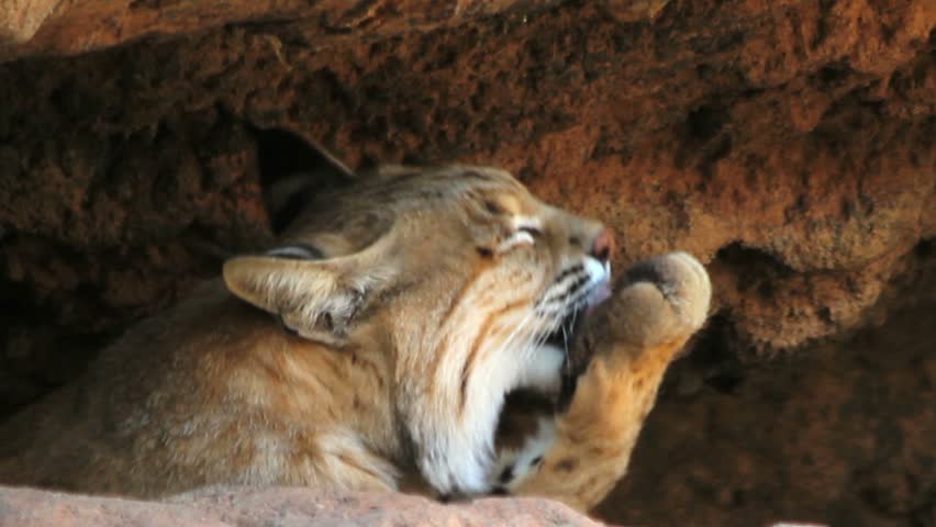 Bobcat licks paws, looks at camera, beautiful profile. 1080p