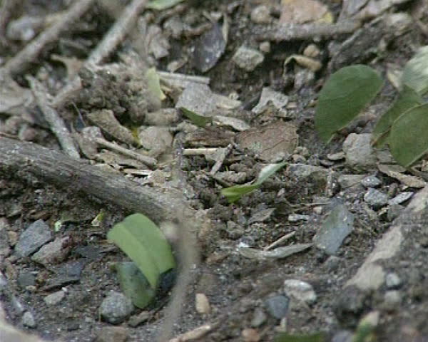 Ants carry large green tree leaves. Natural amazing wild life.